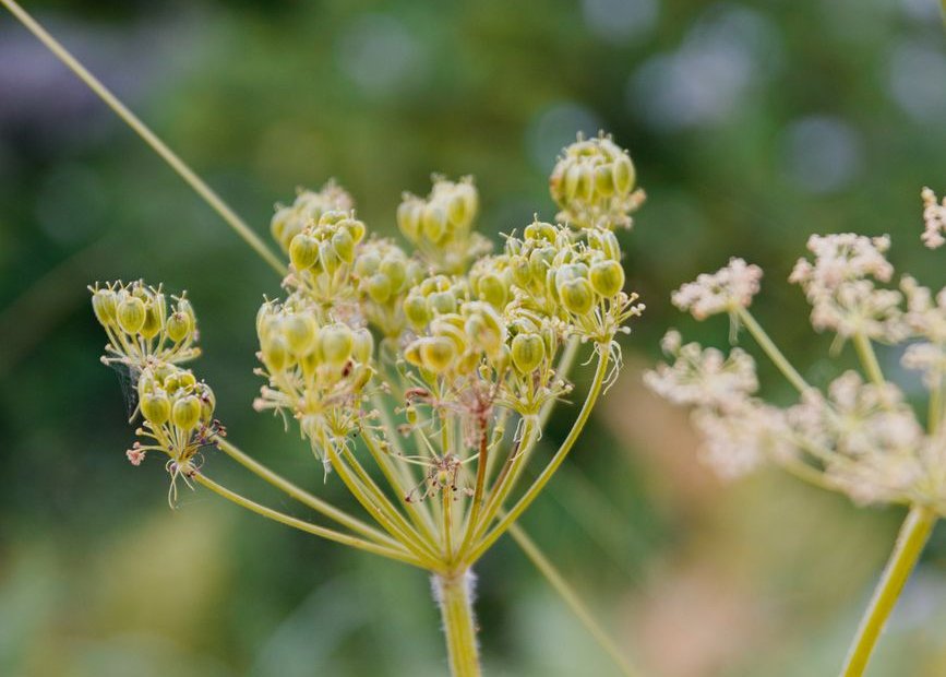 clusters of flower buds in close up photography