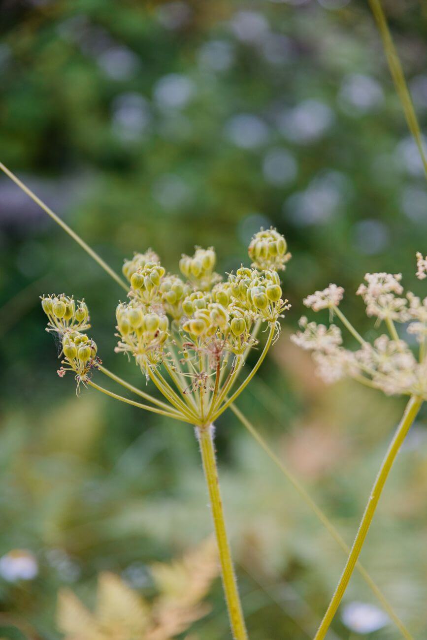 clusters of flower buds in close up photography